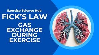 Fick's Law of Diffusion of Gases: Human Respiration and Gas Exchange Explained