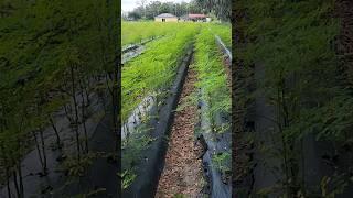 Moringa Tree Farm Grown High Density for Powder,Capsules,Tea.. #moringa #moringatree #moringaleaves