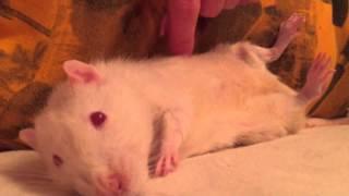 Крыса альбинос albino rat