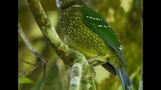 Call of the Green Catbird in Queensland, Australia