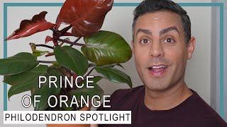 Philodendron Plant Varieties’ Spotlight: Philodendron Prince Of Orange! Care Tips, Stake + Repot!