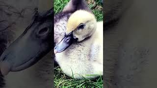 A Muscovy Duck Family #tassimmo #kakada #enten #muscovyduck #vogel