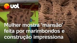 Marimbondos constroem 'mansão' de 66 andares em curral abandonado e construção impressiona; vídeo