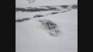 印度军方称在喜马拉雅山区发现了雪人的大脚印