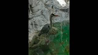 #shorts 설 특집 병맛 동화 - 시끄러운 왜가리 이야기 (The Noisy Heron)