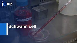 Schwann cell Generation by Hypoxic Preconditioning | Protocol Preview