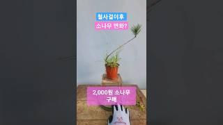 초보자 분재 / 철사걸이후 전후영상 #분재만들기 #분재기초