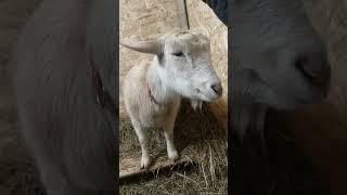 Посвящение козы#animals #жизньвдеревне #животные #козы #goat #nature #приколы