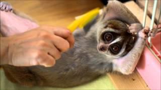 Brushing cute Slow Loris