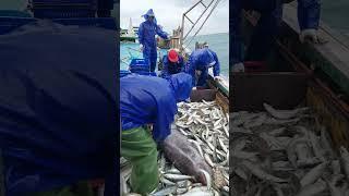 angkat ikan Mola Mola sendirian dan keberatan