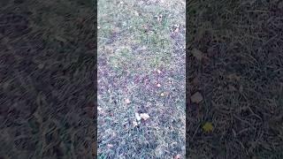 don't mind the fact that I completely missed it-  #meme #furrychannel #lol #memes #funny #spring