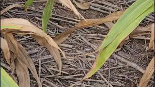 Сорго. Состояние посева. No-till 17.09.2024