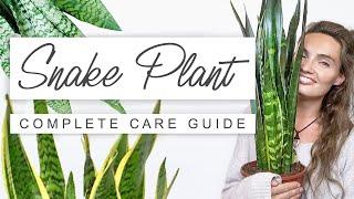 Tips and Tricks For Snake Plants  Low Maintenance Indoor Plants That Clean The Air