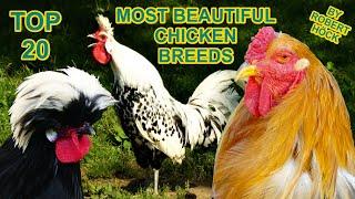 20 Beautiful Chicken Breeds - Silkie, Brahma, Vorwerk, Bantam, Leghorn, Pekin, Araucana, Hühner HD