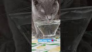 ням, мяу #funny #music #dance #мяу #котики