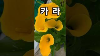 꽃이팡팡 ~ 노란색 카라가 활짝피었어요~