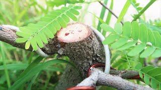 Tamarind Story | % Successful- A Presentation of Tamarind Air Layering Bonsai Techniques