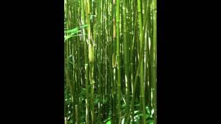 Road to Hana, Bamboo forest, Maui.