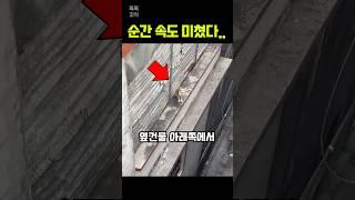 옆건물 위에 있는 집사를 바라보더니…