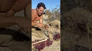 Prickly pear season is here!