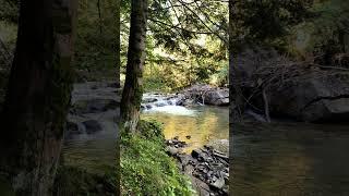 Форель#fishing #love #relaxingmusic #гори #форель #карпати #рибалка #flyfishing