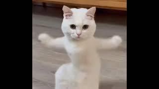 Cat funny motorcycle dance