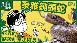 【台灣特有種】The small big 泰雅鈍頭蛇｜蛇界的路殺糾察隊長-吳奕達｜昆蟲擾西 vs. 博恩｜