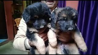 PG HOUSE DOG KENNEL, FARRUKHABAD #dog #doglover #dogbreed #puppy #viralvideo