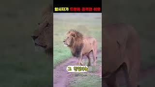 어미 사자가 드론을 씹어먹은 이유