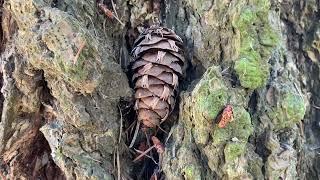 Treetop - A Short Film