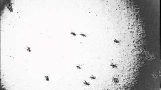 Rose Pest Solutions Ant Control