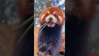 Cuteness Overload: Adorable Red Panda Moments on Cute Critter Chronicles #shorts