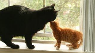 When Cole Met Marmalade...