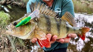 Small Water Huge Redfin (Perch) And Murray Cod Fishing