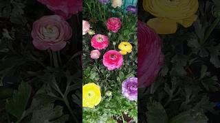 Ranunculus mix/лютик/#shorts