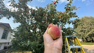 Apple Picking at Red Deer (Thank you Kabayan)