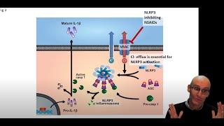 Paper breakdown: Could NLRP3 inhibitors be therapeutic in Alzheimer's disease? (2)