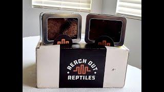 Unboxing TWO Beautiful reptiles | From Reach Out Reptiles