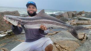 COBIA! Rare Land BASED Catch! Jetty Fishing Port Aransas