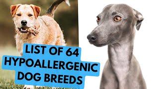 64 Hypoallergenic Dog Breeds - Complete List