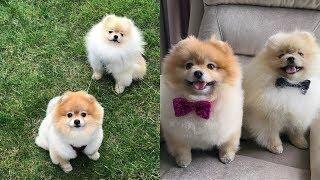 Funny Pomeranian | Cute Pomeranian| Mini Pomeranian Compilation #3