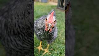 My chickens: How it started and how it's going