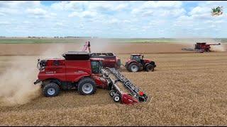 Winter Wheat Harvest 2024 near Hazelton Kansas | Paplow Harvesting