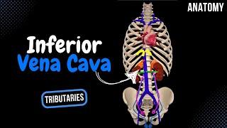 Inferior Vena Cava (Topography, Visceral and Parietal Tributaries) - Anatomy