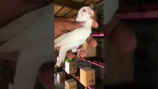 albino red eyes... #bird #lovebirds #lovebird #birdslife