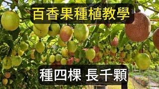 滿天星百香果種植方法分享 | 阿星種植