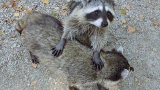 Raccoons Play Fighting Plus Grooming And Eating