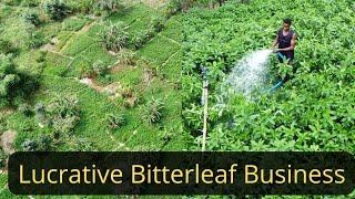 Biggest Bitterleaf farm in Africa || Millionaire farmer ||Making money  through Agriculture