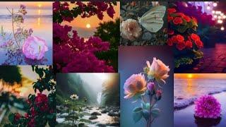 Flowers Wallpaper Collection, Beautiful Dpz And Whatsapp Profile Photos Nature  Wallpapers