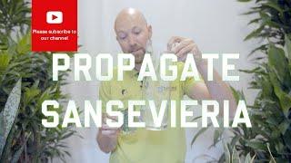 3 easy ways to propagate Sansevieria